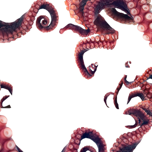 Octopus PNG