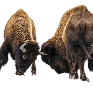 Bison PNG