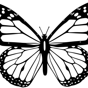 Moth PNG