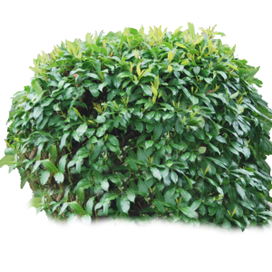 Bush PNG image