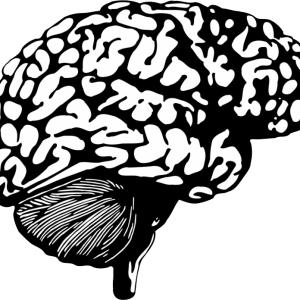 Brain PNG