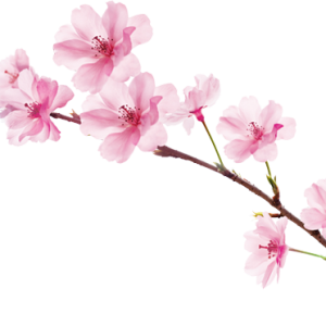 Sakura PNG