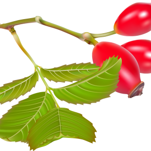 Rose hip PNG