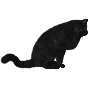 Cat PNG image