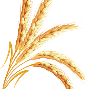 Wheat PNG