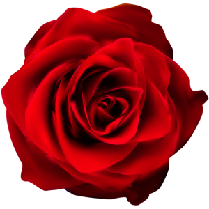 Rose PNG