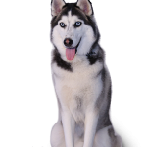 Husky PNG