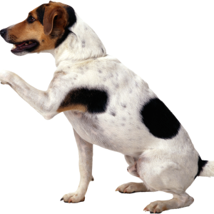 Dog PNG