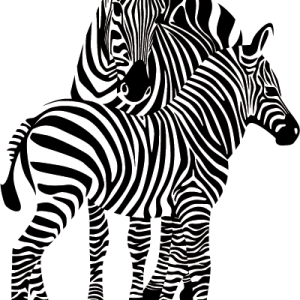 Zebra PNG image