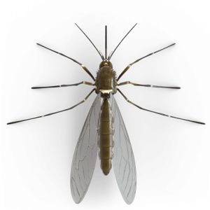 Mosquito PNG