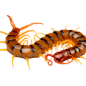 Centipede PNG