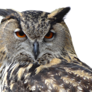 Owl PNG