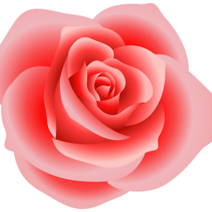 Rose PNG
