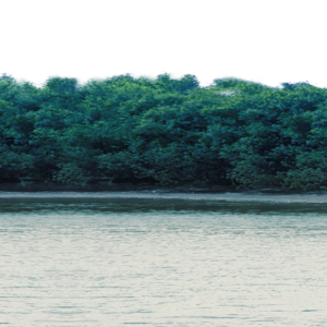 Forest PNG
