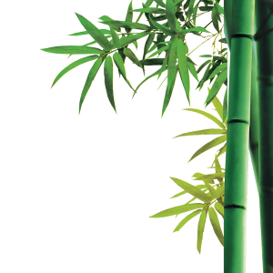 Bamboo PNG