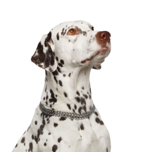 Dalmatian PNG