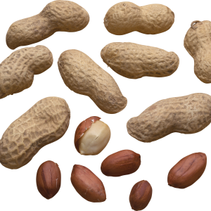Peanut PNG