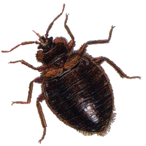 bug PNG image