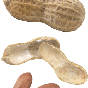 Peanut PNG