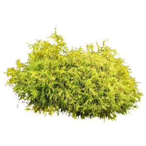 Bush plant PNG image