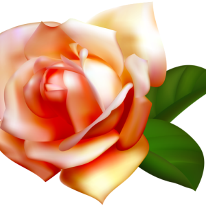 Rose PNG
