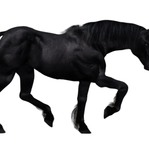 Unicorn PNG