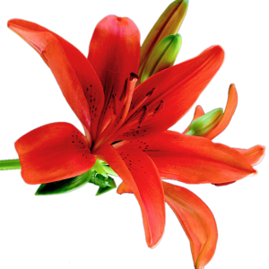 Lilium PNG