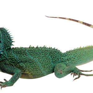 Lizard PNG
