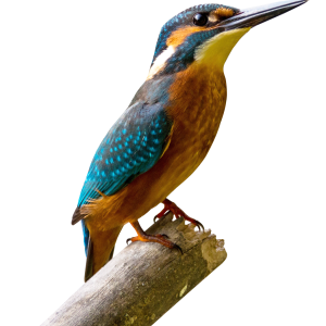 Bird PNG