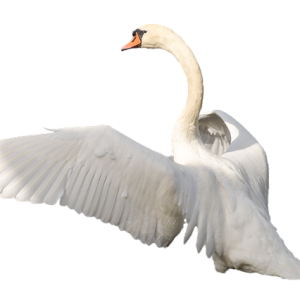Swan PNG