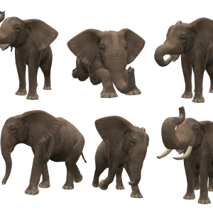 Elephant PNG