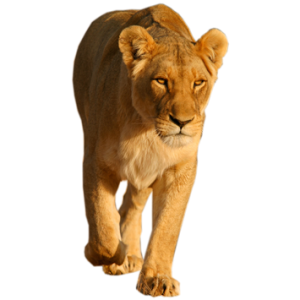 Lion PNG