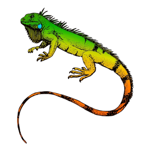 Iguana PNG