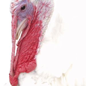 Turkey bird PNG