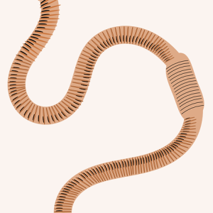 earthworm worm PNG