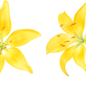 Lilium PNG