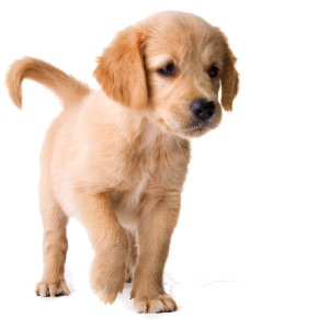 Labrador Retriever PNG