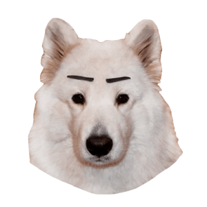 Samoyed PNG