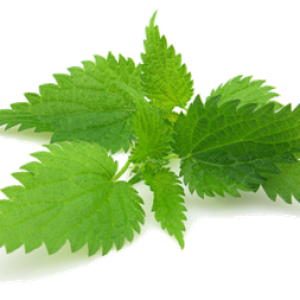 Nettle PNG