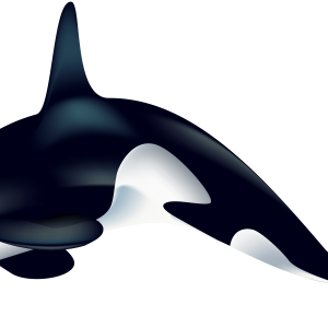 Killer whale PNG