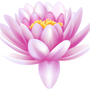 Lotus flower PNG