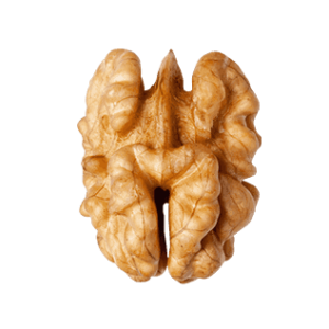 Walnut PNG