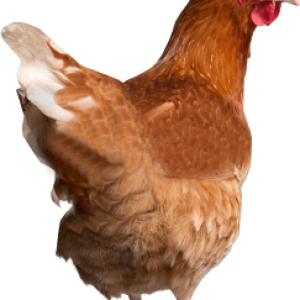 Chicken PNG image