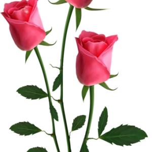Rose PNG