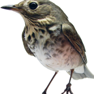 Bird PNG