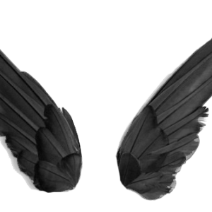 Black wings PNG