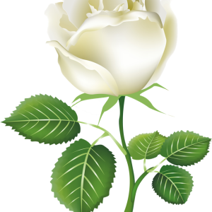 White rose PNG image, flower white rose PNG picture