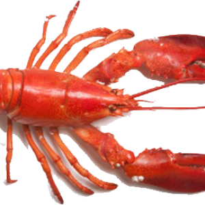 Lobster PNG