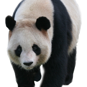 Panda PNG