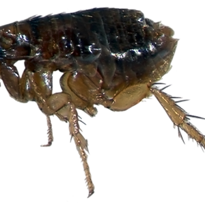Flea PNG